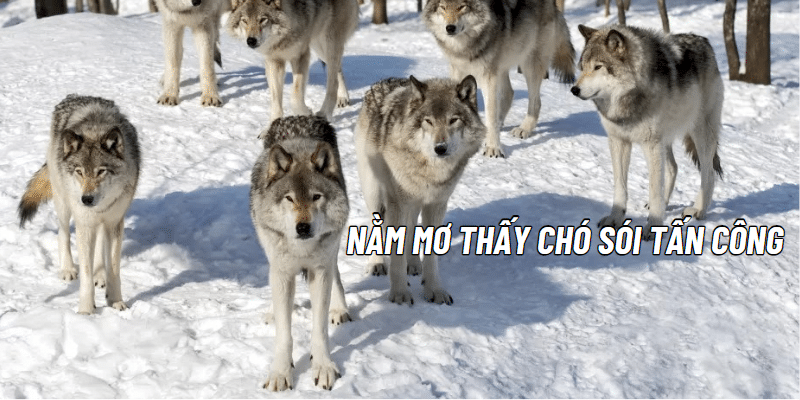 Nằm mơ thấy chó sói tấn công