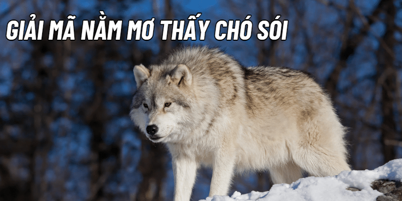 Nằm mơ thấy chó sói