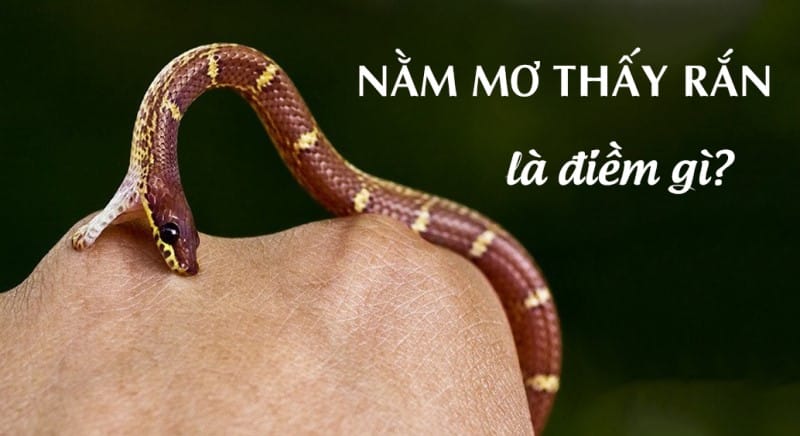 Nằm mơ thấy rắn cắn