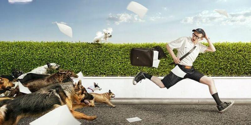 Ngủ mơ bị chó đuổi phía sau